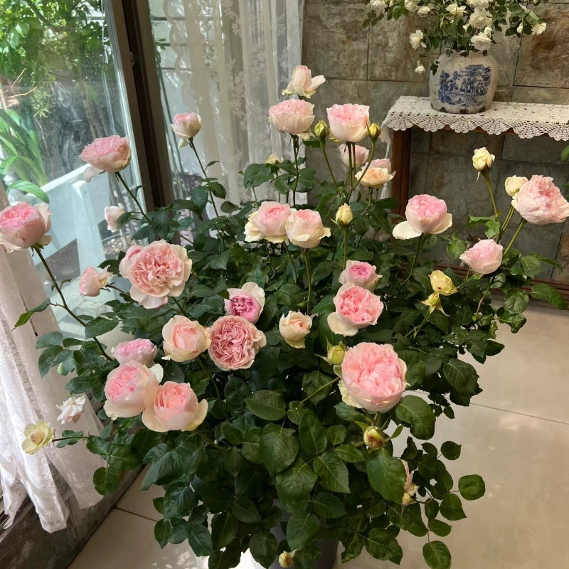 Yves Otome heart Rose