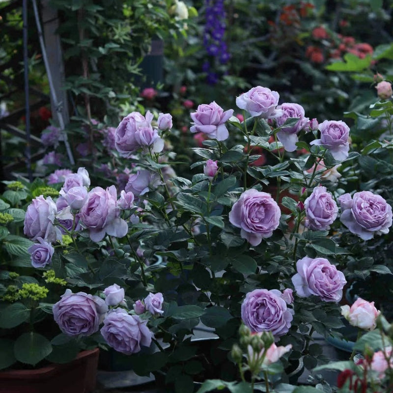 Shinoburedo Rose