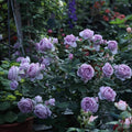 Shinoburedo Rose