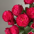 Rouge Royale Rose