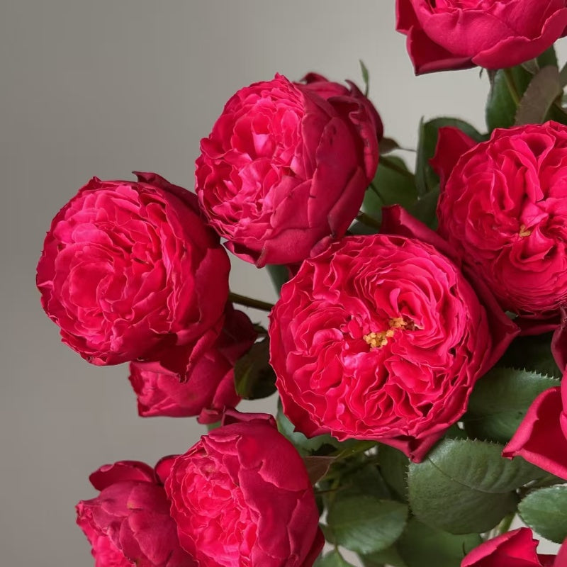 Rouge Royale Rose