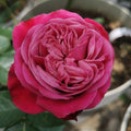 Party Trendsetter Rose