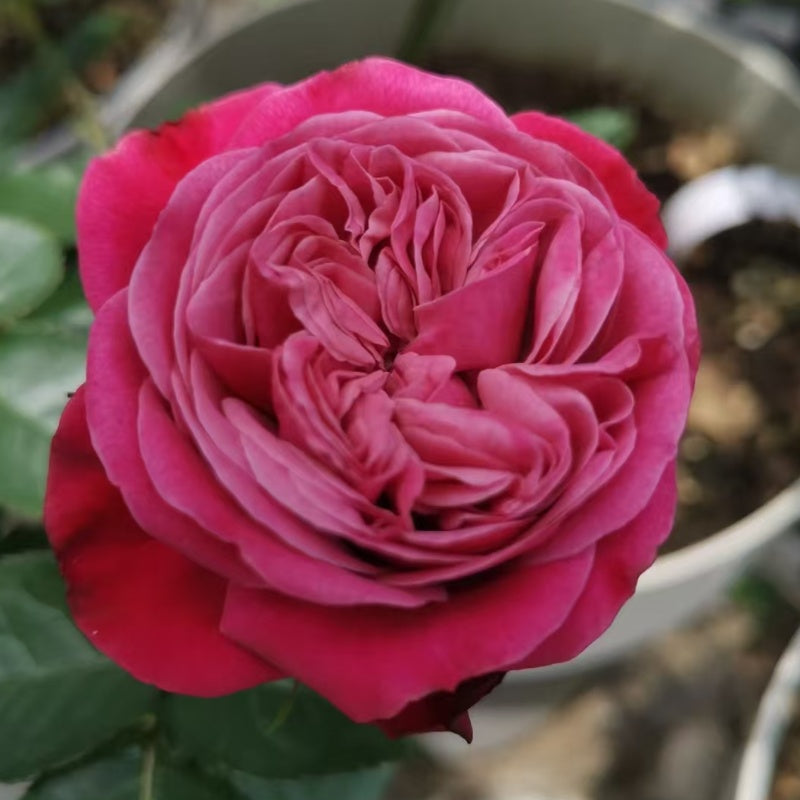 Party Trendsetter Rose