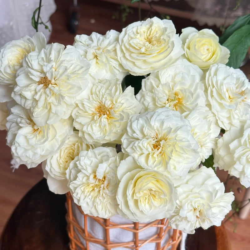 Lionora White Roses Leonora Rose – Elegant Garden Rose – Fast-growing-Plant