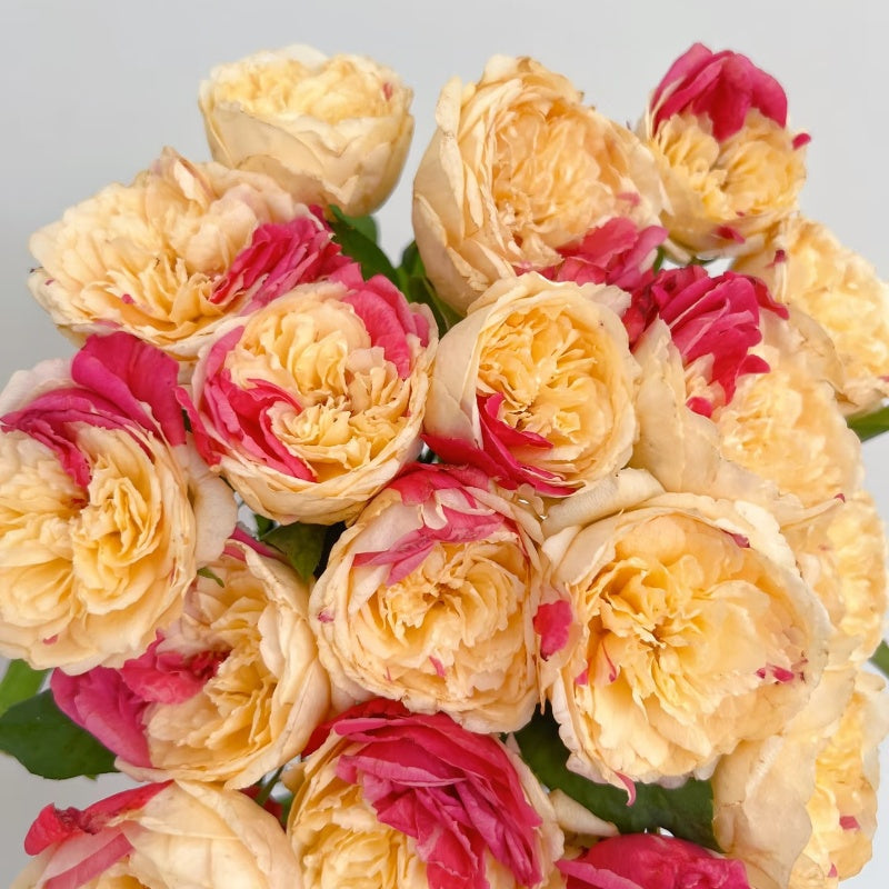 Fugetsu Rose