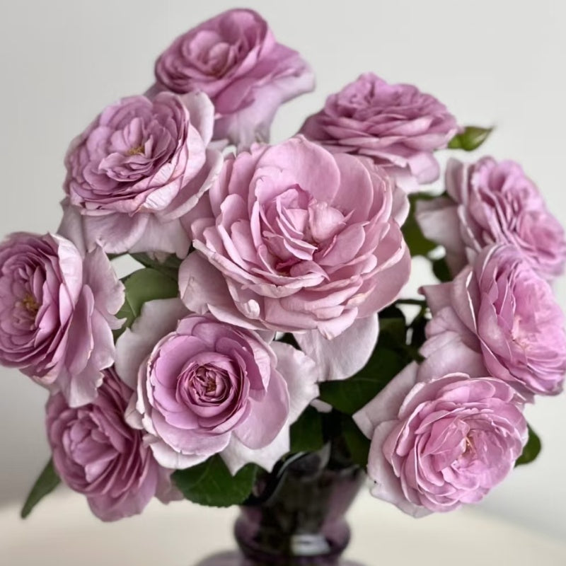 Shinoburedo (also known as Purple Rain) Rose