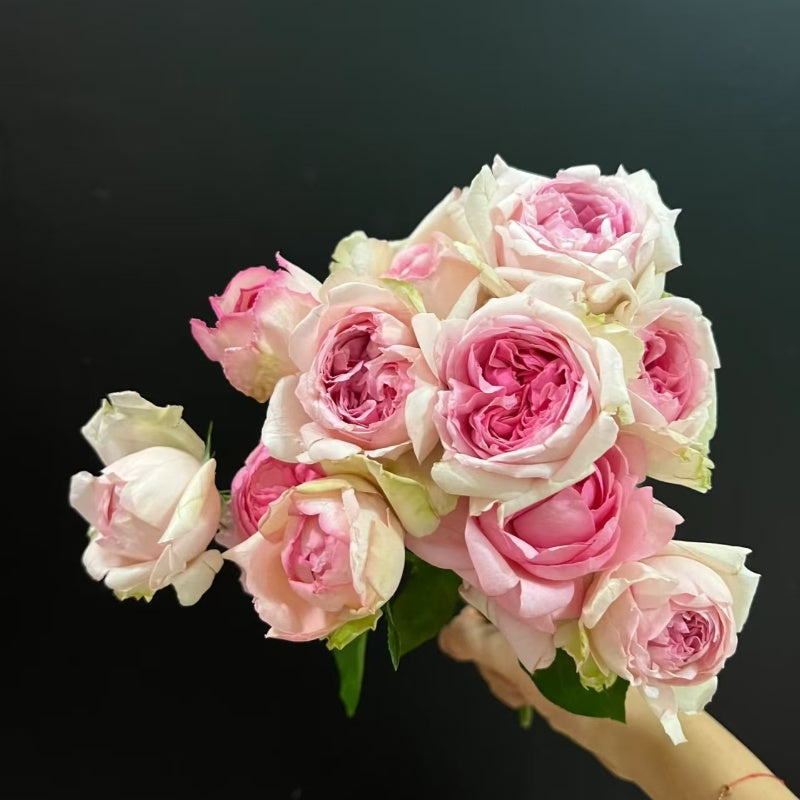 Yves Sion Rose