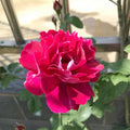 Roger Lambelin Rose