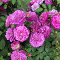 Sweet Chariot Rose