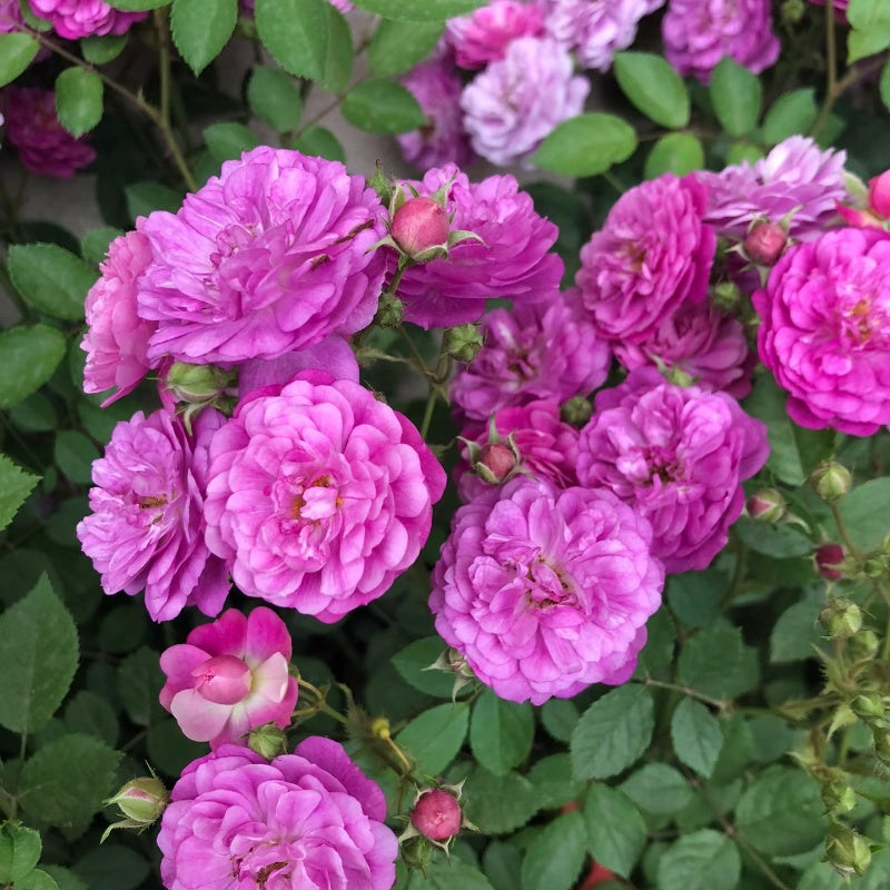 Sweet Chariot Rose
