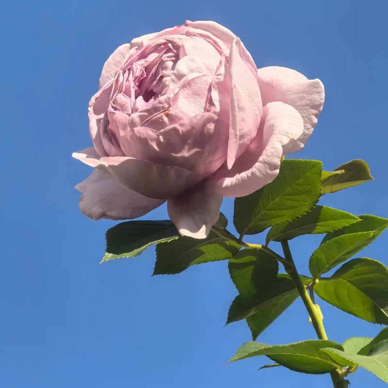Shinoburedo Rose