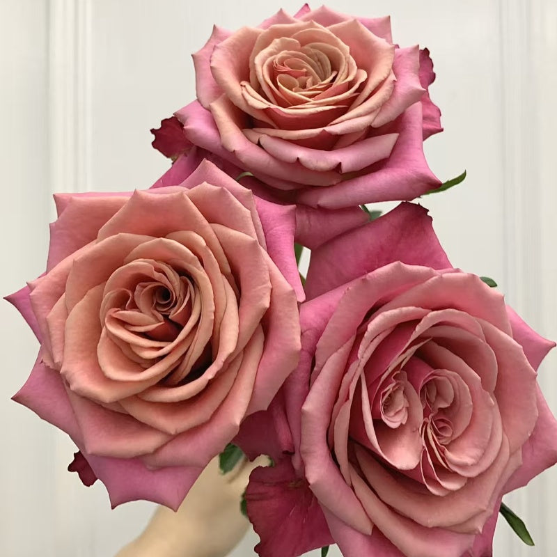 Cold Brew Rose