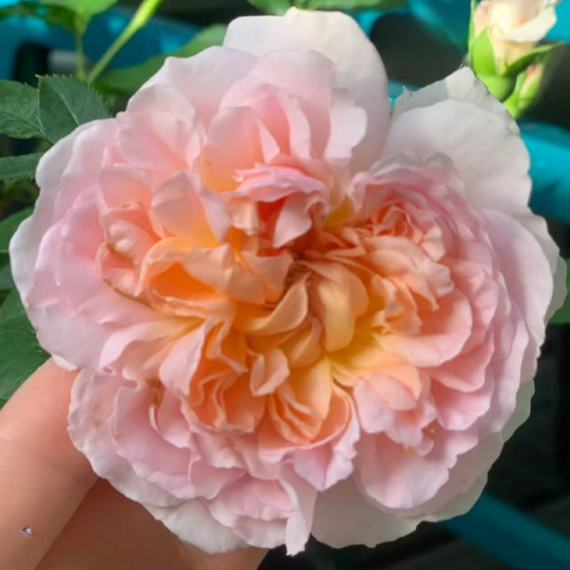 Cymbeline Rose