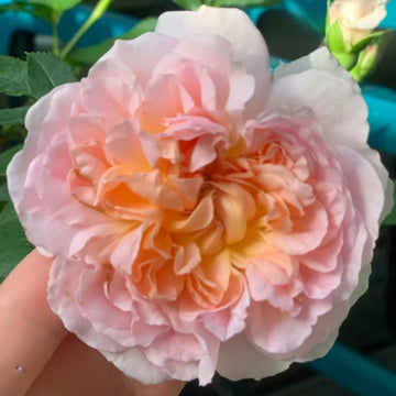 Cymbeline Rose