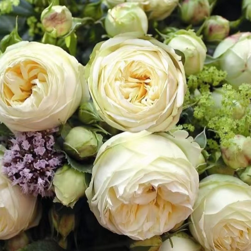 Wedding Piano Rose