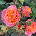 Free Spirit Rose plant with upright stems and multiple blooms in different color stages