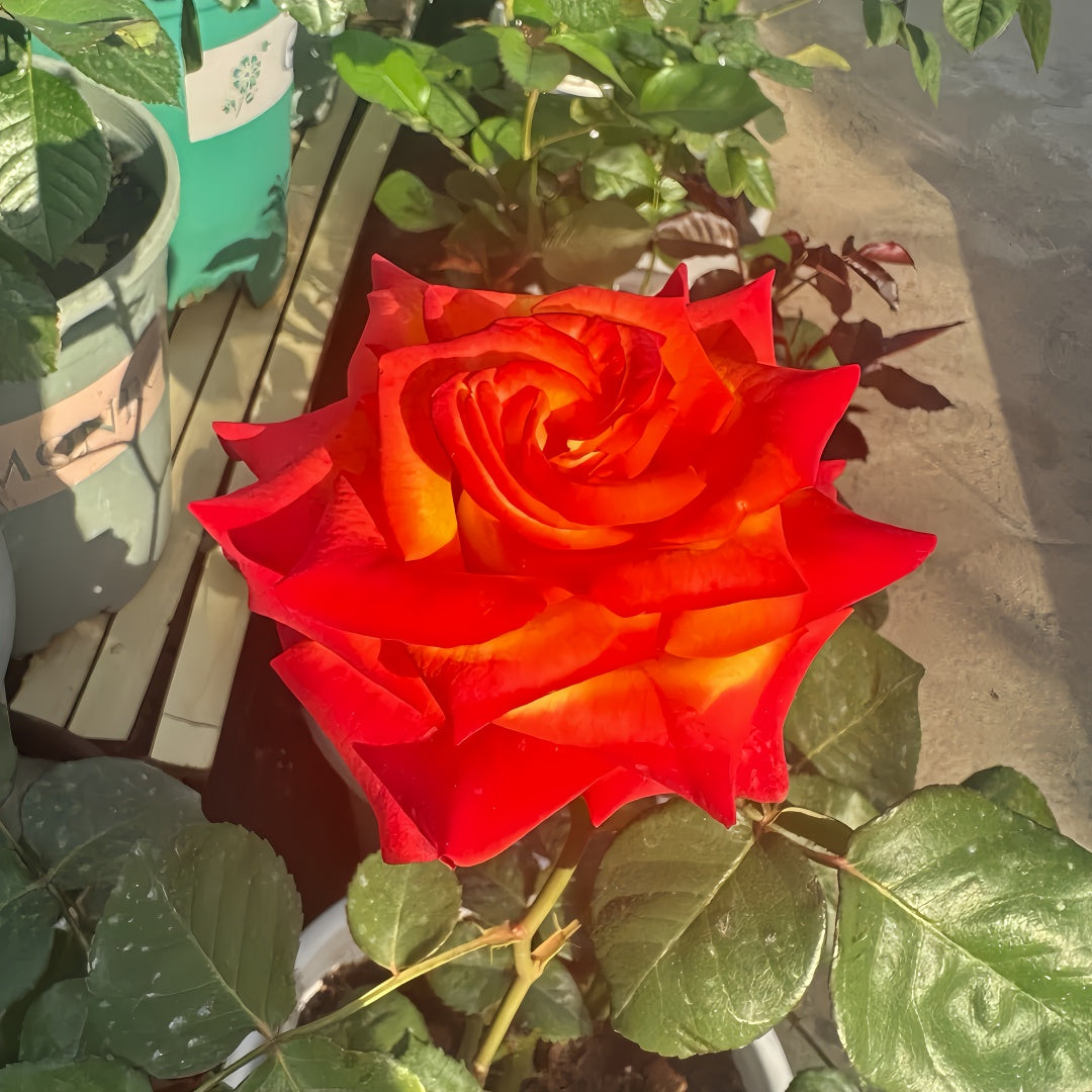 Rose High and Magic in full bloom with bold yellow-red bicolor petals