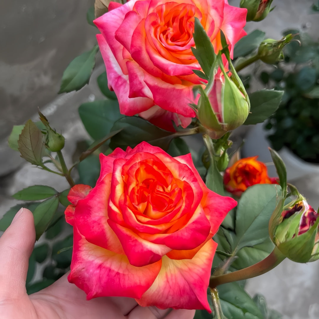 Rose High and Magic in full bloom with bold yellow-red bicolor petals