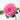 Abdel Shrub Rose Plant – Elegant Garden Rose with Repeat Blooms - Abdel Shrub Rose Plant 08