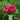 Benjamin Britten Rose – Velvety Watermelon-Red David Austin Garden Rose - Benjamin Britten Rose 09