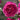 Autumn Rouge Rose – Color-Changing Fragrant Garden Rose - Autumn Rouge Rose 08
