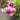 Aunt Margy's Rose (玛姬婶婶) | Fragrant Miniature Polyantha Rose - Aunt Margy's Rose 09
