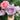 Blue Pompon Rose – Rare Blue-Purple Pompon Blooms, Heat-Tolerant & Almost Thornless - Blue Pompon Rose 08