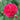 Benjamin Britten Rose – Velvety Watermelon-Red David Austin Garden Rose - Benjamin Britten Rose 08
