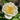 Bessie Rose – David Austin Garden & Cut Rose - Beatrice Rose 12