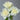 Ariadne Rose – Apricot-Ivory Repeat-Blooming Garden Rose - Ariadne Rose 08