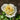 Bessie Rose – David Austin Garden & Cut Rose - Beatrice Rose 13