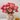 Bico Baby Romantica Rose – Long-Lasting Bicolor Garden Rose - Bico Romantica Rose 10