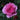 Abdel Shrub Rose Plant – Elegant Garden Rose with Repeat Blooms - Abdel Shrub Rose Plant 09