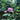 Blue Pompon Rose – Rare Blue-Purple Pompon Blooms, Heat-Tolerant & Almost Thornless - Blue Pompon Rose 09