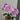 Aromatischen Hypnose Rose – Ethereal Peony-Form Garden Rose - Aromatischen Hypnose Rose 08
