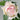 Aromatischen Hypnose Rose – Ethereal Peony-Form Garden Rose - Aromatischen Hypnose Rose 07