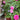 Aunt Margy's Rose (玛姬婶婶) | Fragrant Miniature Polyantha Rose - Aunt Margy's Rose 08