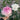 Aromatischen Hypnose Rose – Ethereal Peony-Form Garden Rose - Aromatischen Hypnose Rose 09