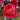 Benjamin Britten Rose – Velvety Watermelon-Red David Austin Garden Rose - Benjamin Britten Rose 07