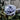 Blue Dress Rose – Rare Blue-Purple Japanese Garden Rose - Blue Dress Rose 09