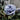 Blue Moon Stone Rose – Fairy-Like Blue-Purple Garden Rose - Blue Moon Stone Rose 9
