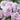 Blue Pompon Rose – Rare Blue-Purple Pompon Blooms, Heat-Tolerant & Almost Thornless - Blue Pompon Rose 07