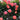 Baby Romantica Cl Rose | Climbing Bicolor Garden Rose - Baby Romantica Cl Rose 08