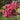 Aoi Rose – Vintage Mauve Floribunda Shrub Rose - Aoi Rose 07