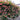 Baby Romantica Cl Rose | Climbing Bicolor Garden Rose - Baby Romantica Cl Rose 09