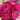 Accademia Rose with large candy-pink blooms on an upright garden rose shrub