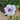 Blue Dress Rose – Rare Blue-Purple Japanese Garden Rose - Blue Dress Rose 07