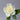 Ariadne Rose – Apricot-Ivory Repeat-Blooming Garden Rose - Ariadne Rose 09