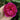Autumn Rouge Rose – Color-Changing Fragrant Garden Rose - Autumn Rouge Rose 07