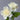 Ariadne Rose – Apricot-Ivory Repeat-Blooming Garden Rose - Ariadne Rose 07